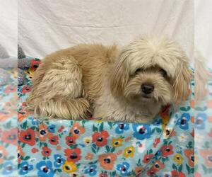 Shih Tzu-Unknown Mix Dogs for adoption in Modesto, CA, USA