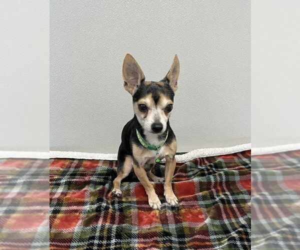 Medium Photo #2 Chihuahua Puppy For Sale in Osgood, IN, USA