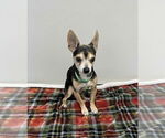 Small #1 Chihuahua