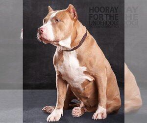 American Staffordshire Terrier-Unknown Mix Dogs for adoption in Richardson, TX, USA
