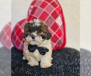 ShihPoo Puppy for sale in INDIANAPOLIS, IN, USA