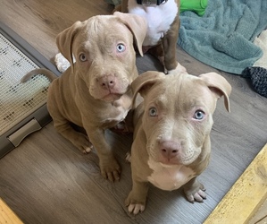 American Pit Bull Terrier Puppy for sale in NORFOLK, VA, USA