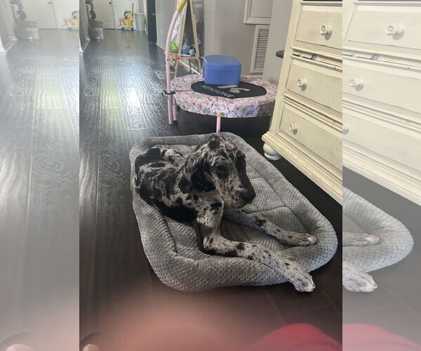 Medium Photo #7 Great Dane Puppy For Sale in Sanford, FL, USA