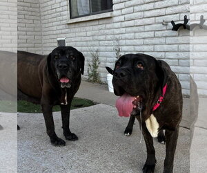 River - REDUCED ADOPTION DONATION - Female Mastiff Dog for Adoption - Photo #7