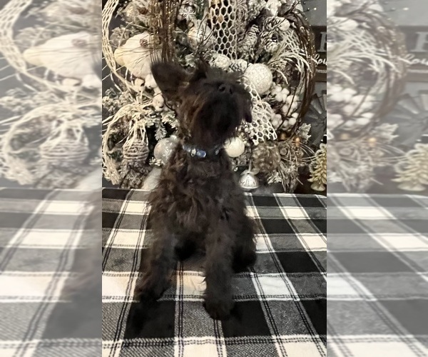 Medium Photo #6 Schnauzer (Miniature) Puppy For Sale in SOMERVILLE, AL, USA