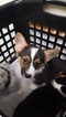 Small Photo #6 Aussie-Corgi Puppy For Sale in OAKLAND, CA, USA