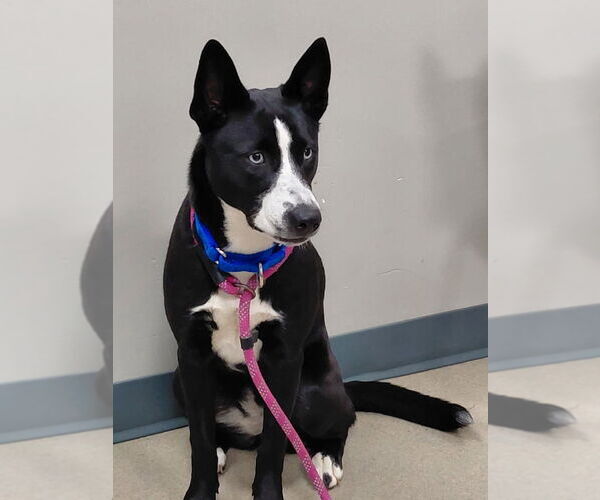 Medium Photo #1 Siberian Husky-Unknown Mix Puppy For Sale in South Bend, IN, USA