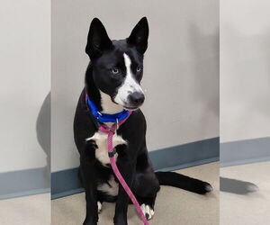 Siberian Husky-Unknown Mix Dogs for adoption in South Bend, IN, USA