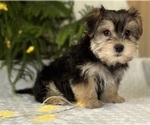 Small #6 Morkie