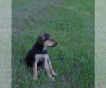 Small #14 Shepweiller