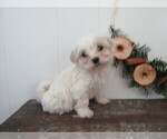 Puppy Falisha Maltipoo (Miniature)
