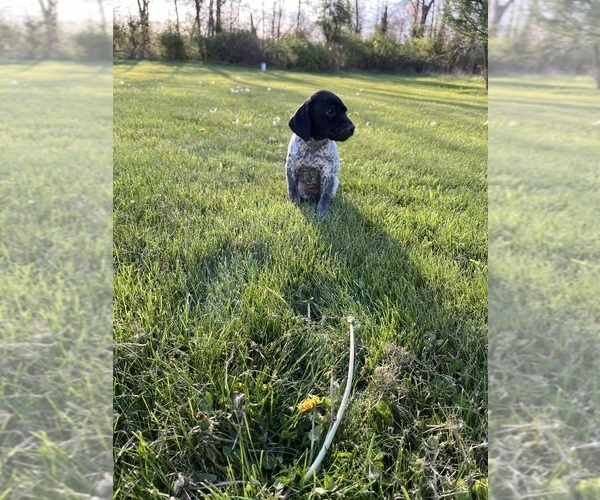 Medium Photo #2 German Shorthaired Pointer Puppy For Sale in JOHNSTOWN, OH, USA