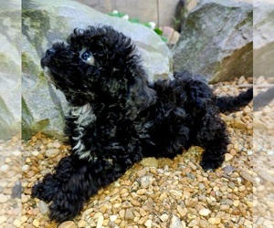Poodle (Toy) Puppy for sale in DRY PRONG, LA, USA