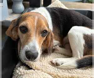 Beagle Dogs for adoption in Dunnellon, FL, USA