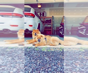 Chow Chow Dog for Adoption in LOCUST GROVE, Virginia USA