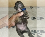 Small #2 American Staffordshire Terrier-Catahoula Leopard Dog Mix