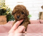 Small Photo #3 Poodle (Toy) Puppy For Sale in SAN JOSE, CA, USA