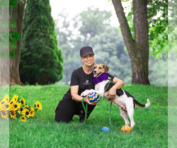 Medium Photo #3 Mutt Puppy For Sale in Unionville, PA, USA