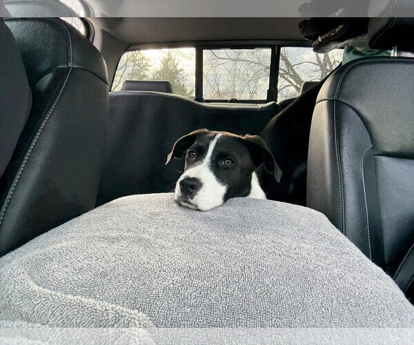 Medium Photo #2 Mutt Puppy For Sale in New London, WI, USA