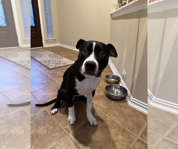 Medium Photo #4 Mutt Puppy For Sale in Euless, TX, USA