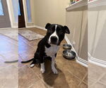 Small #3 Mutt