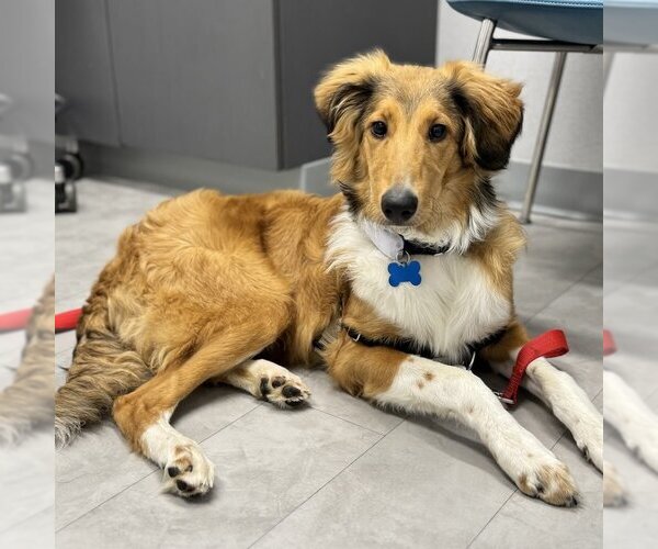 Medium Photo #3 Collie-Unknown Mix Puppy For Sale in Dublin, OH, USA