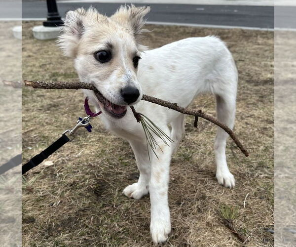 Medium Photo #2 Great Pyrenees-Unknown Mix Puppy For Sale in Oak Bluffs, MA, USA
