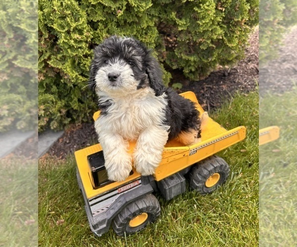 Medium Photo #3 Poo-Ton Puppy For Sale in MIDDLEBURY, IN, USA