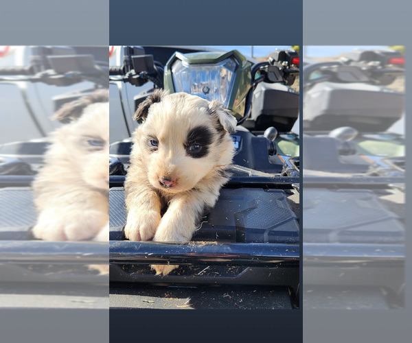 Full screen Photo #2 Australian Shepherd Puppy For Sale in MORONGO VALLEY, CA, USA