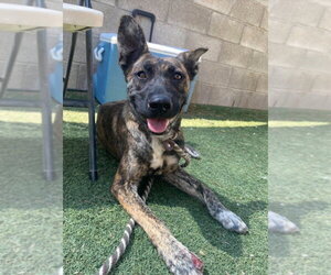 Maple - Female Holland Shepherd-Unknown Mix Dog for Adoption - Photo #2