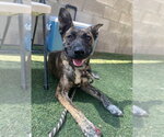 Small Photo #2 Holland Shepherd-Unknown Mix Puppy For Sale in Lakewood, CO, USA