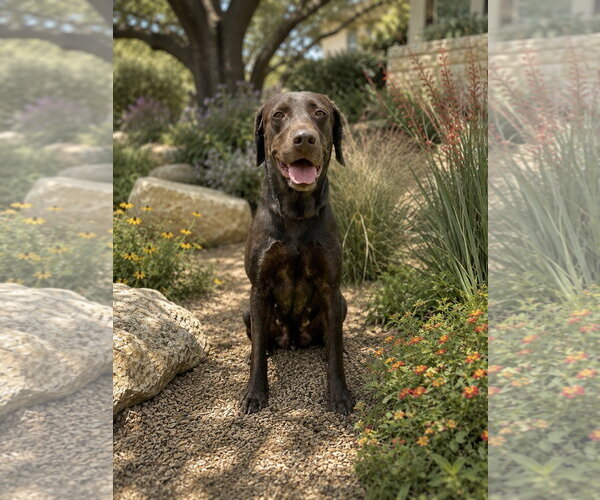 Medium Photo #4 Labrador Retriever Puppy For Sale in PIPE CREEK, TX, USA