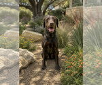 Small #3 Labrador Retriever