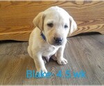Puppy 4 Labrador Retriever