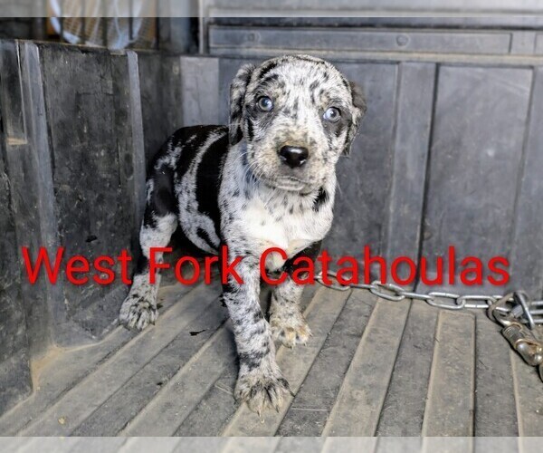 Medium Photo #2 Catahoula Leopard Dog Puppy For Sale in WINDOM, MN, USA