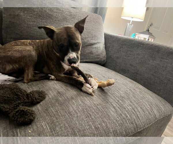 Medium Photo #6 American Pit Bull Terrier Puppy For Sale in Rockville, MD, USA