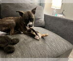 Small #5 American Pit Bull Terrier