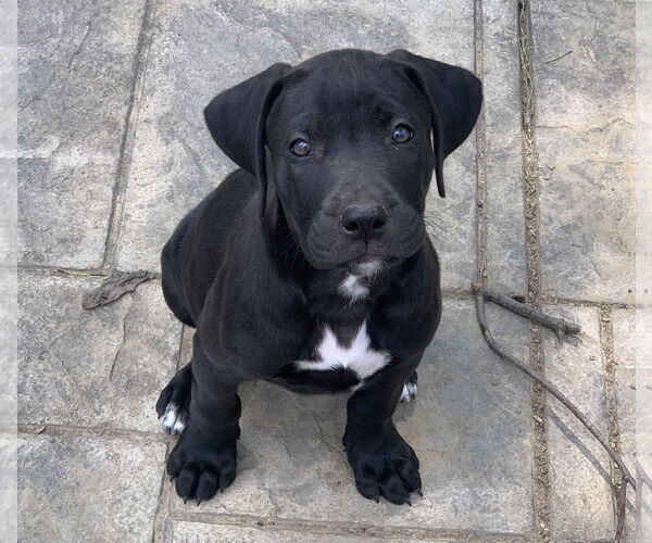 Medium Photo #5 Mastador Puppy For Sale in Fenton, MO, USA