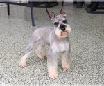 Small Photo #1 Schnauzer (Miniature) Puppy For Sale in SYRACUSE, IN, USA