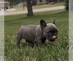 Small Photo #35 French Bulldog Puppy For Sale in SUSSEX, WI, USA