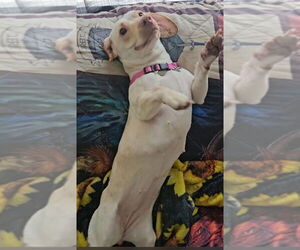 Dachsador Dogs for adoption in Los Angeles, CA, USA