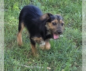 Yorkshire Terrier Puppy for Sale in HUDDLESTON, Virginia USA