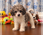 Litter of 4 - Male(s) and Female(s) Cockapoo (Miniature)Litter of Puppies for Sale - Photo #13