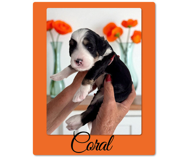 Medium Photo #7 Bernedoodle Puppy For Sale in MENIFEE, CA, USA