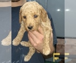 Small Photo #4 Poodle (Miniature) Puppy For Sale in NORTH LIBERTY, IN, USA