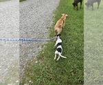 Small #12 Dachshund-Jack Russell Terrier Mix