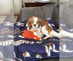 Small Cavalier King Charles Spaniel