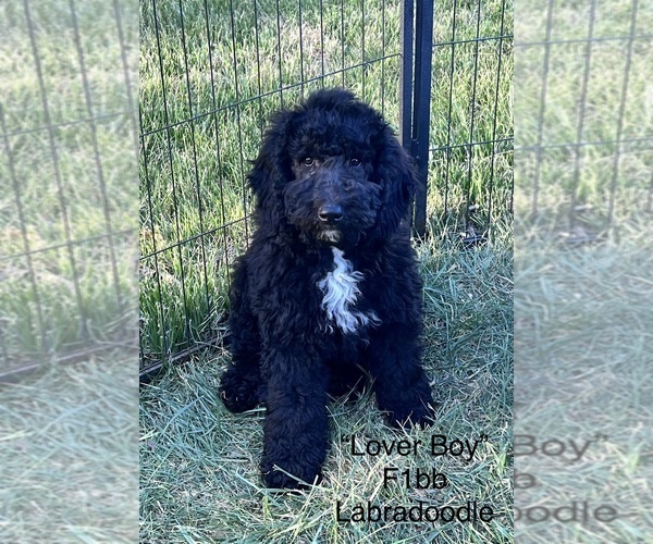 Medium Photo #1 Miniature Labradoodle Puppy For Sale in RADFORD, VA, USA