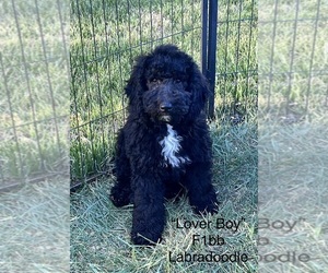 Miniature Labradoodle Puppy for sale in RADFORD, VA, USA