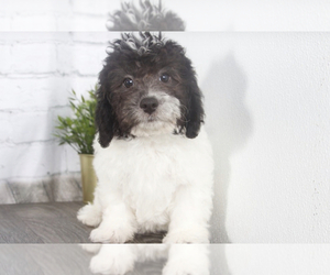 Poovanese Puppy for sale in RED LION, PA, USA